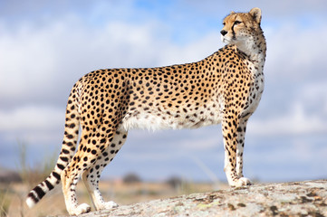 Cheetah Reintroduction