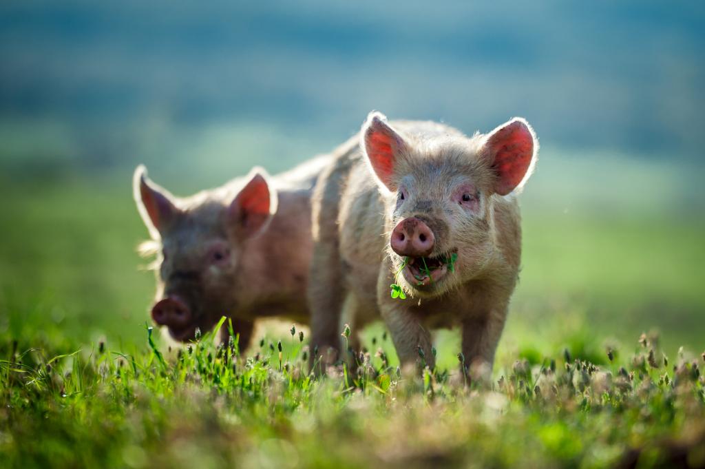 first pig heart to human transplant