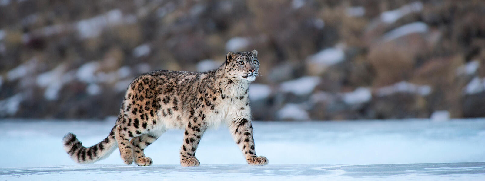 Snow Leopard