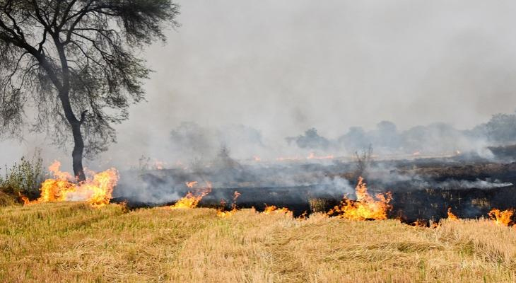 stubble burning