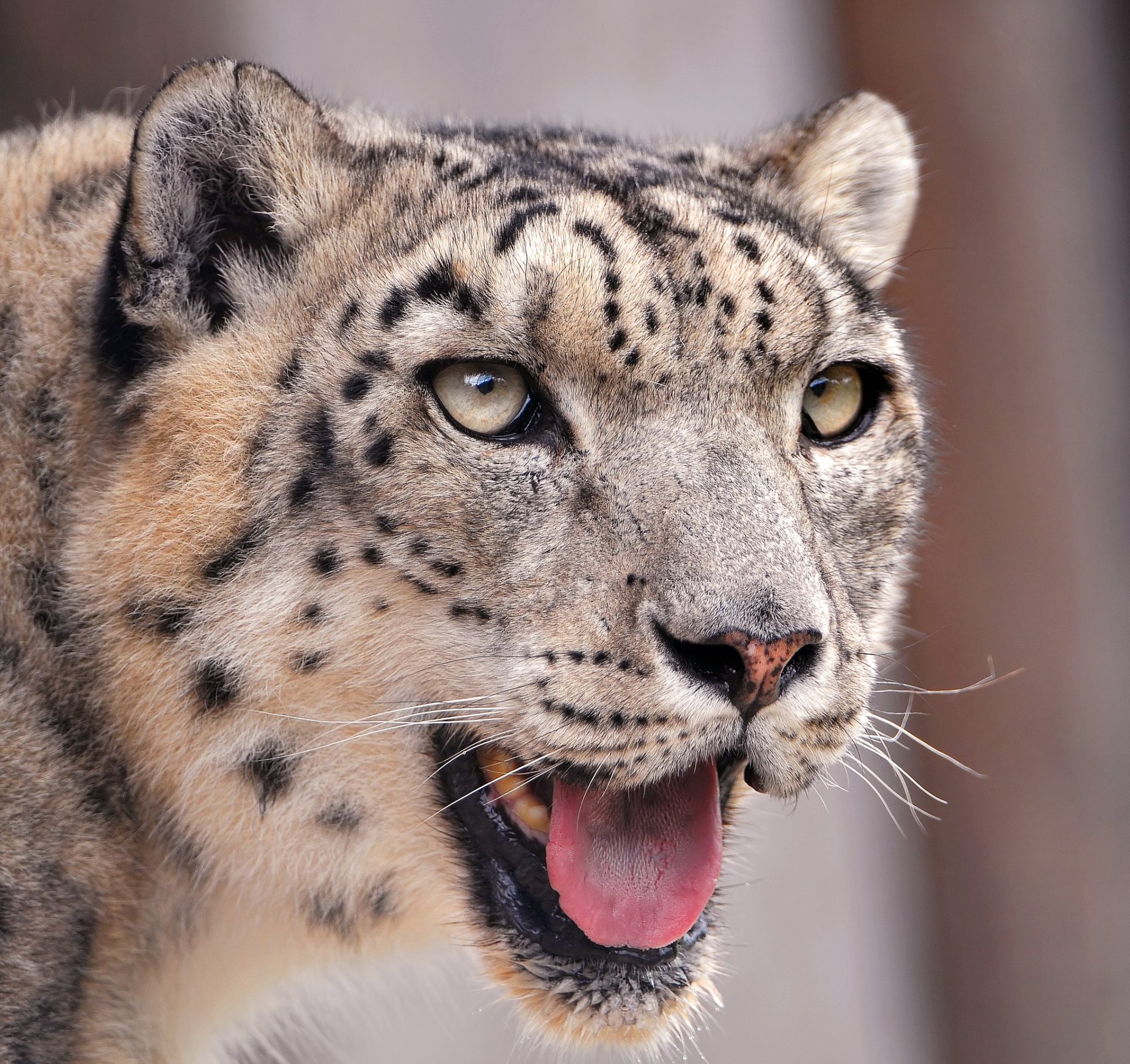 snow leopard