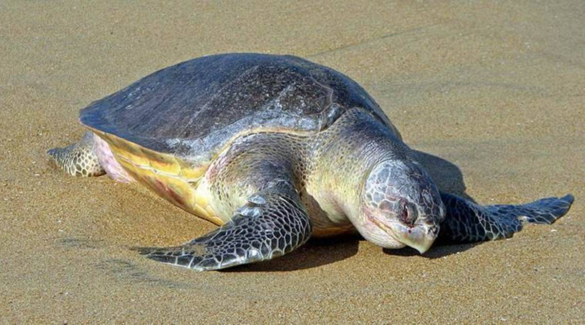 Olive Ridley Turtles