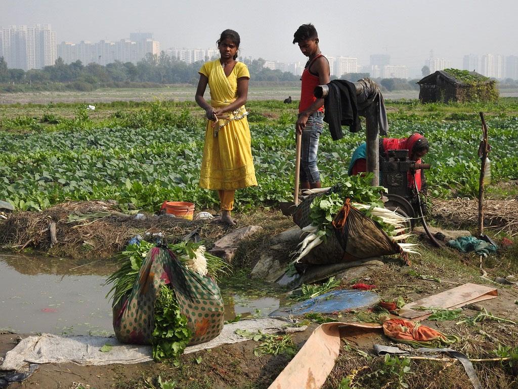 Urban Farming