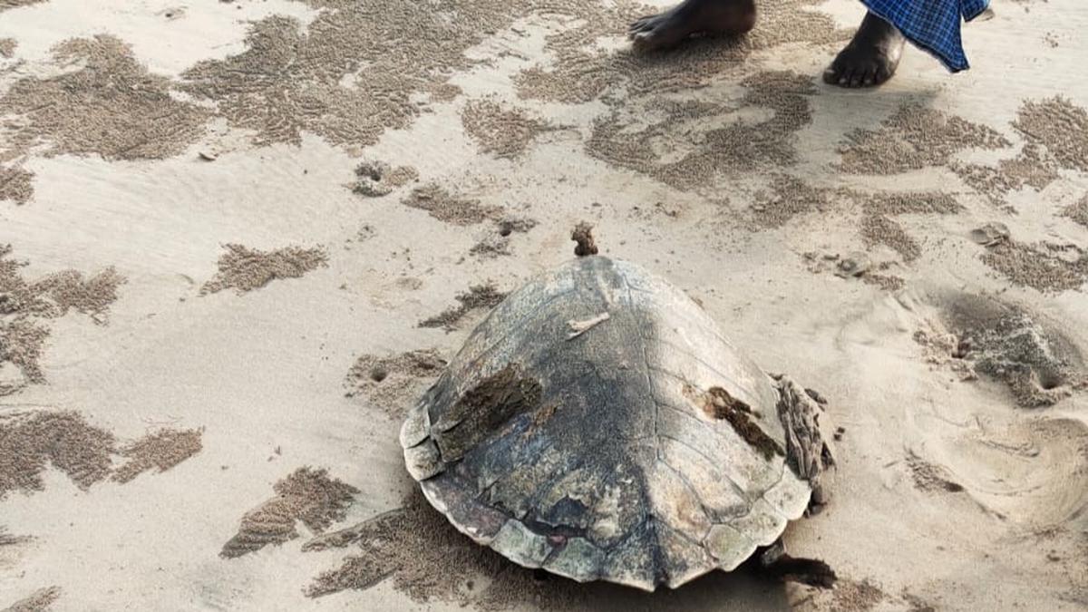 Carcasses of Olive Ridley