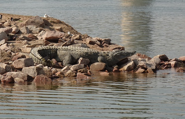 Sand mining in Chambal sanctuary