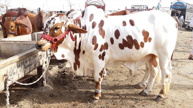 Animal Pandemic Preparedness Initiatives